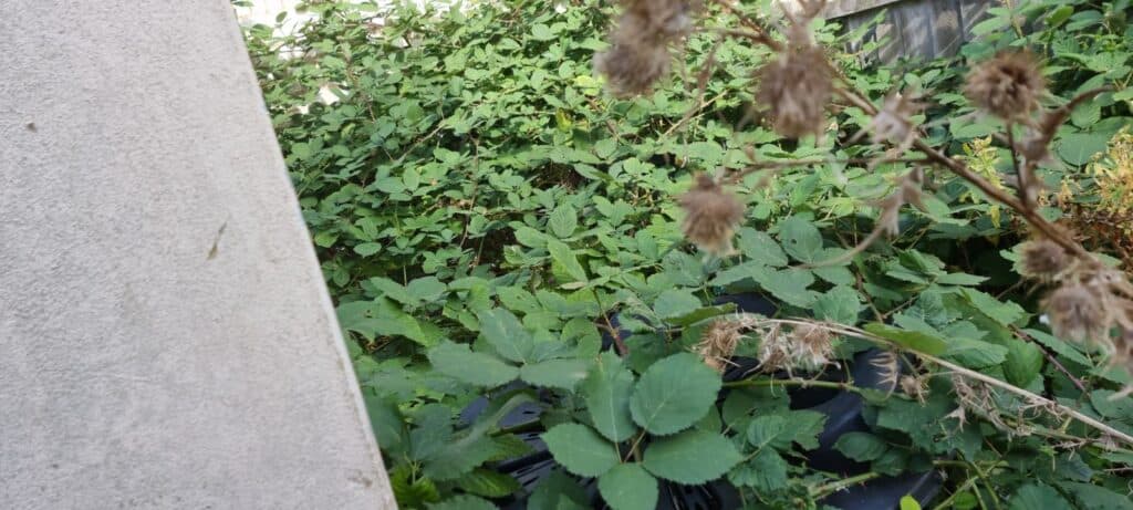 Mulching Services Finchley Central N3