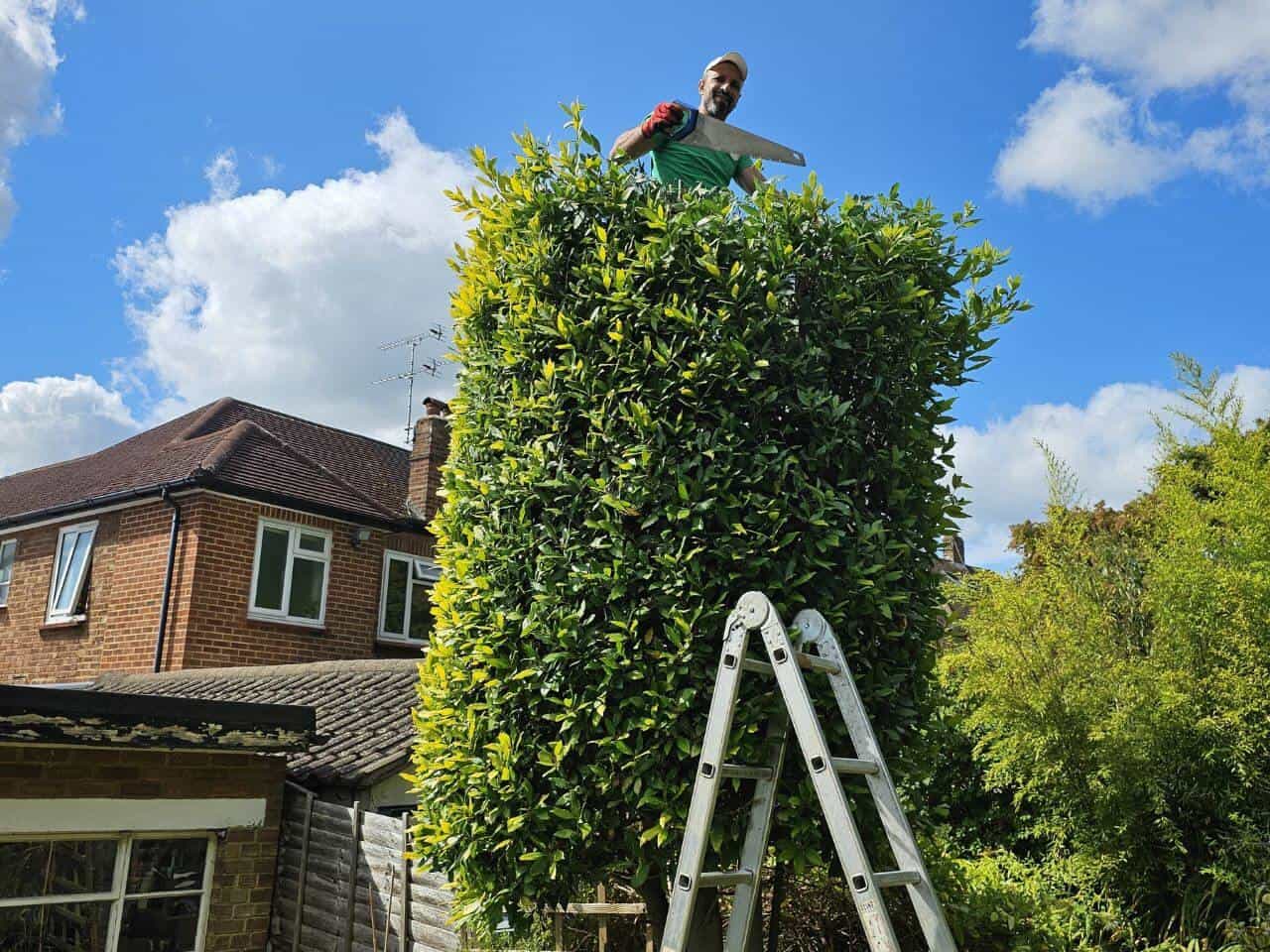 Garden Maintenance in North London | Garden Tidy-Up Services